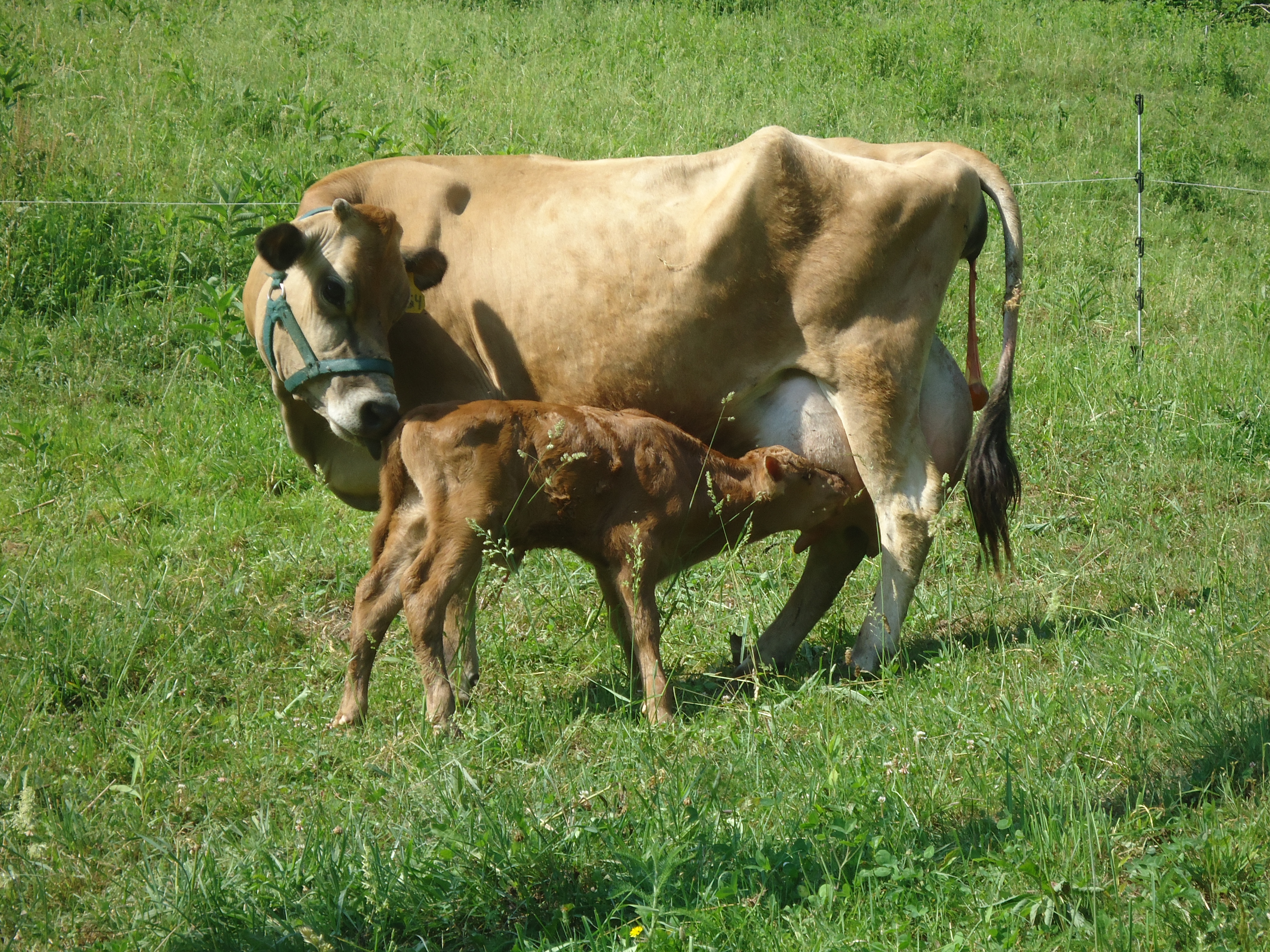 Proportion of cows still open after calving with normal resumption